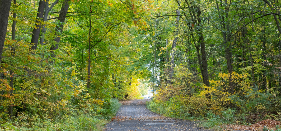 Walk and Talk Therapy Sessions
